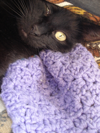 Illustration for article titled my cat is trying to make me feel like an asshole so I took pics of him being one.